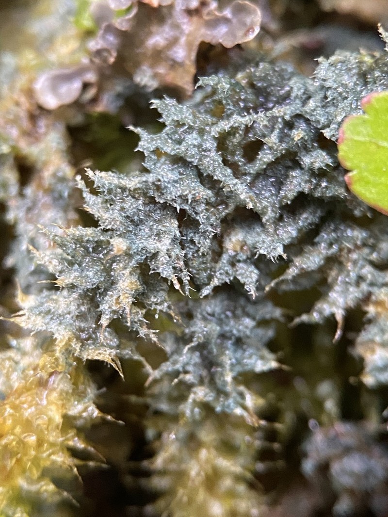 Dictyonema Lichen photo 2