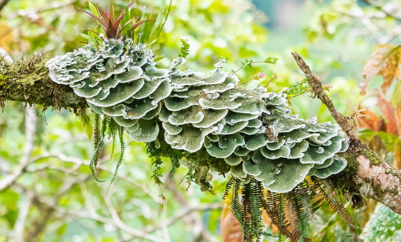 Dictyonema Lichen photo 3