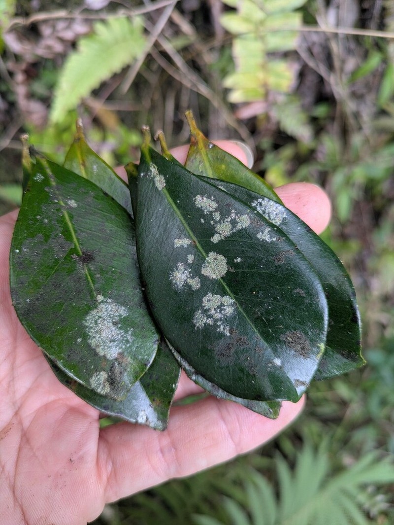 Dictyonema Lichen photo 4