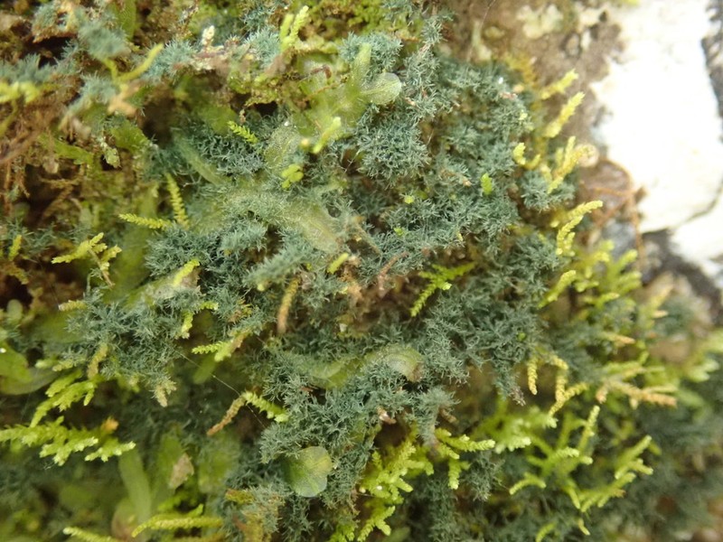 Dictyonema Lichen photo 5