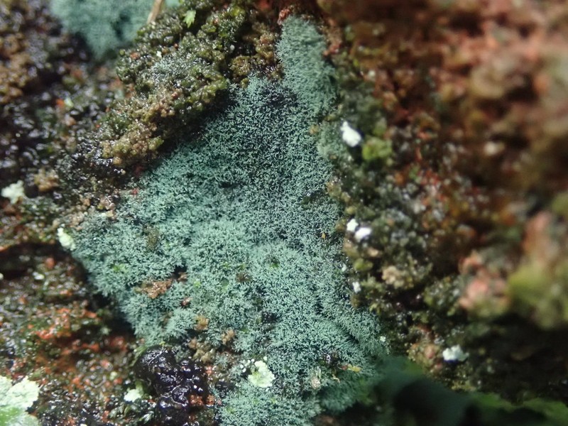 Dictyonema Lichen photo 6