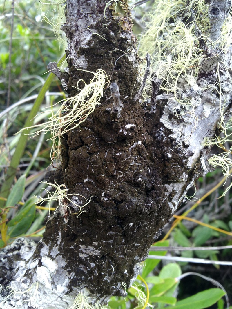 Dictyonema Lichen photo 7