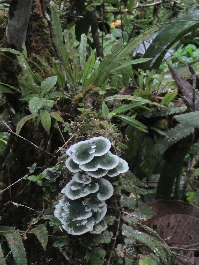 Dictyonema Lichen photo 8