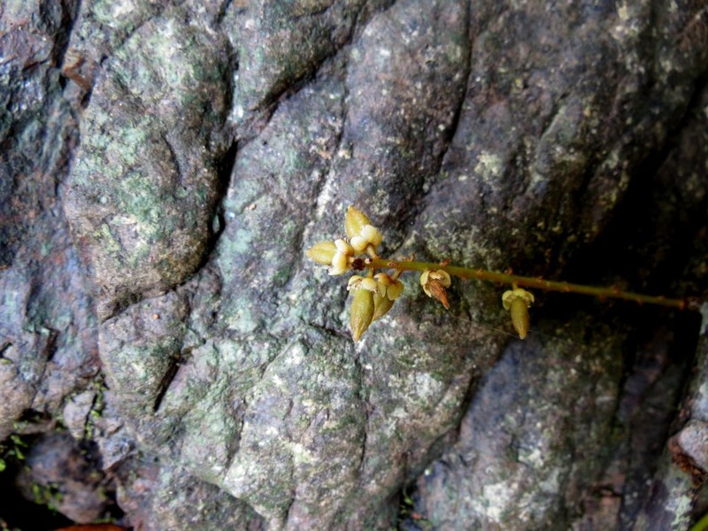 Dictyoneura acuminata subsp. acuminata