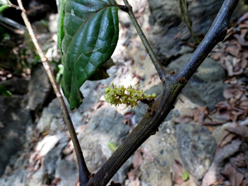Dictyoneura acuminata subsp. acuminata photo 2