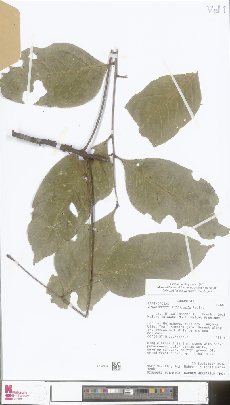 Dictyoneura acuminata subsp. acuminata photo 3