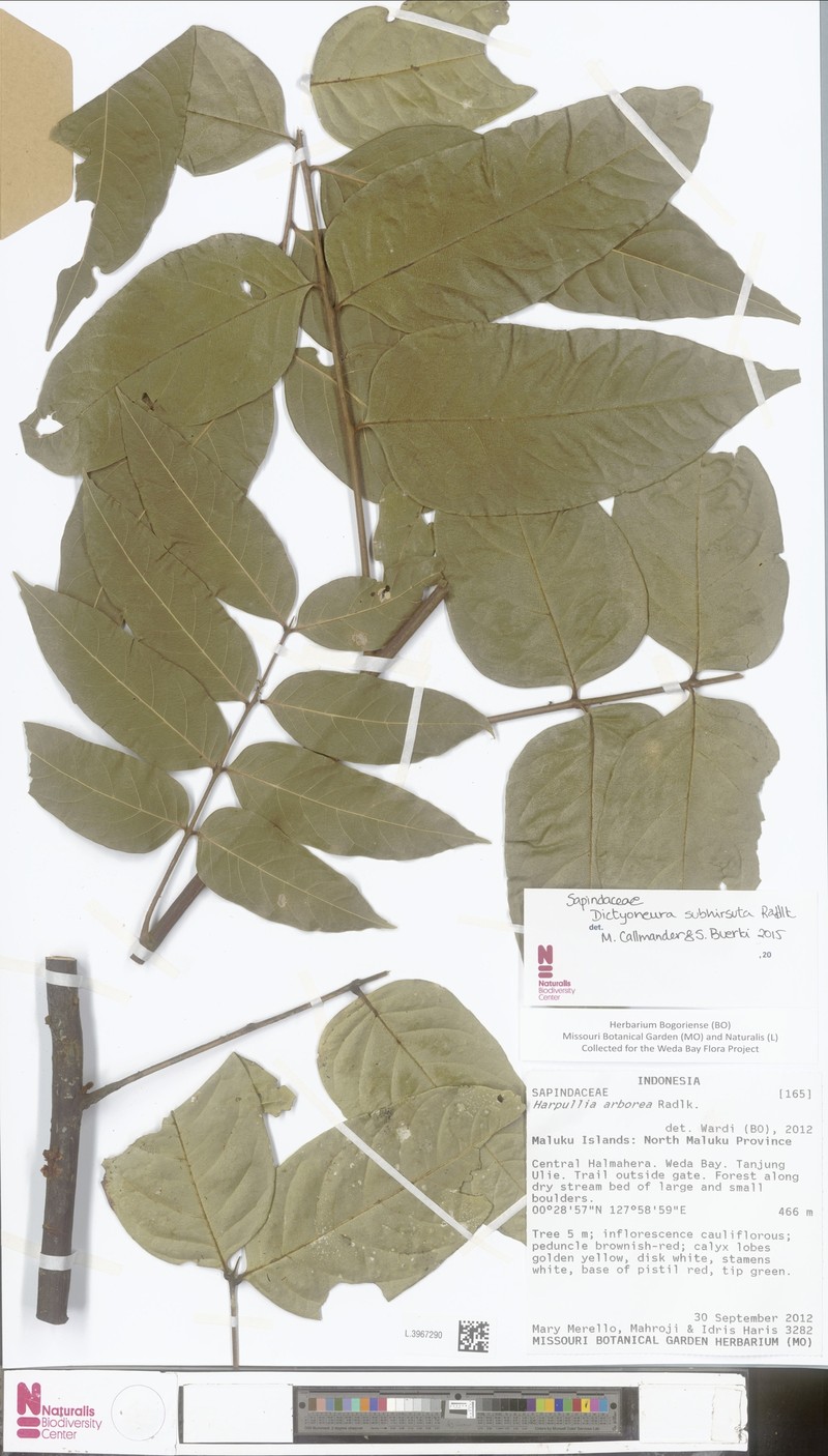 Dictyoneura acuminata subsp. acuminata photo 4
