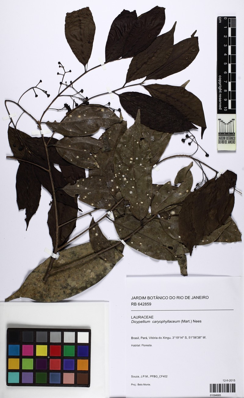 Dicypellium caryophyllaceum