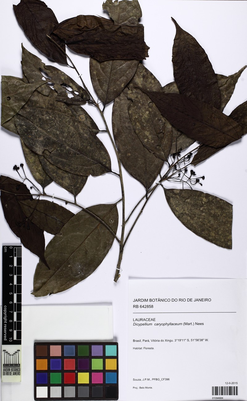 Dicypellium caryophyllaceum photo 2