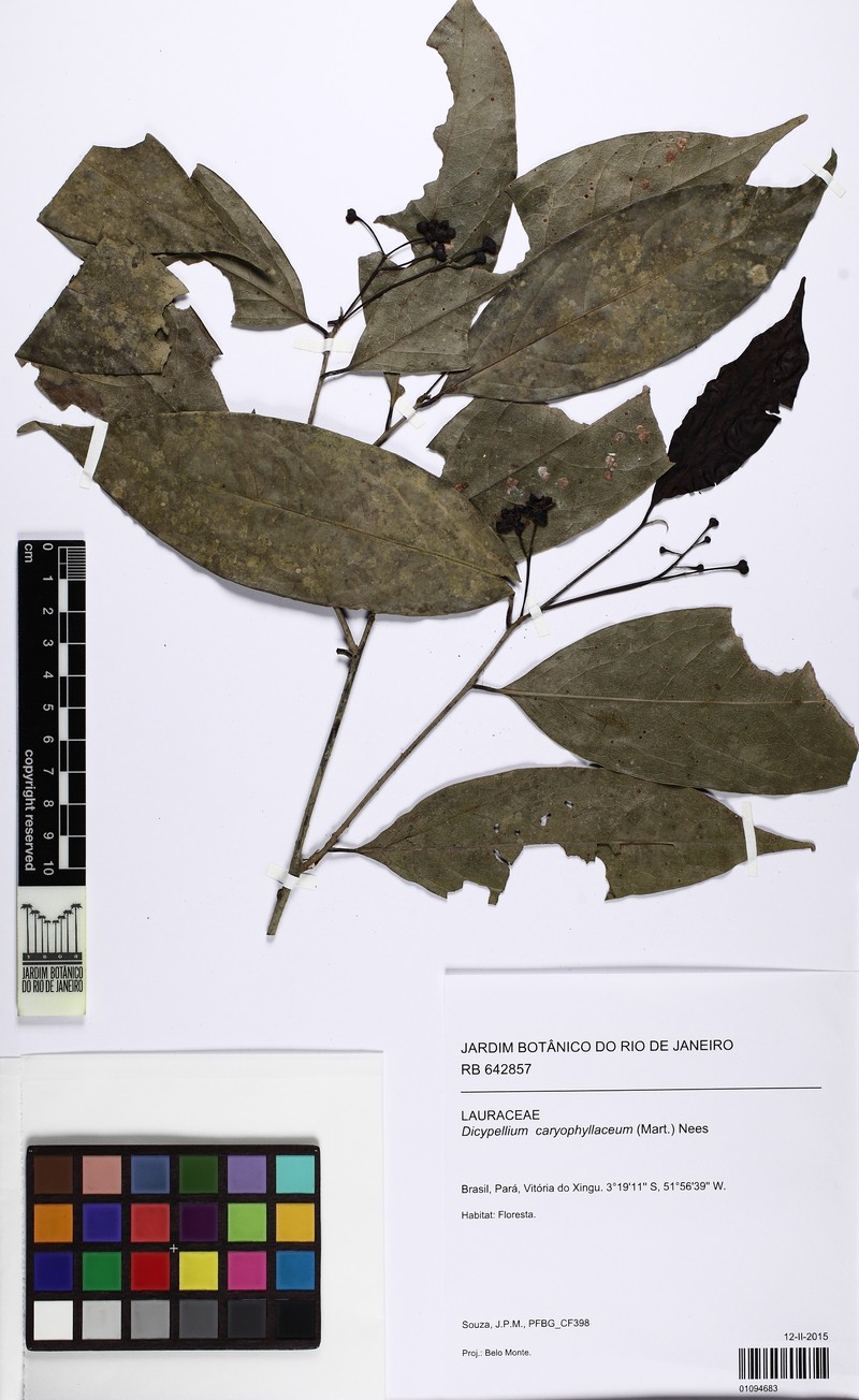 Dicypellium caryophyllaceum photo 3