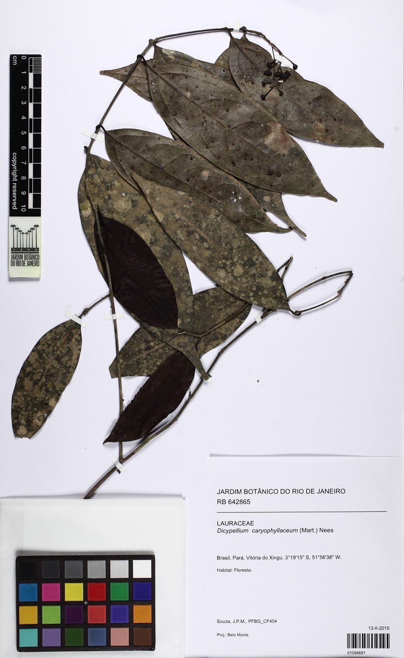 Dicypellium caryophyllaceum photo 4