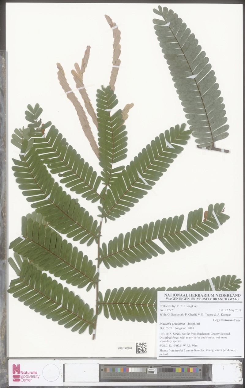 Didelotia gracillima photo 3