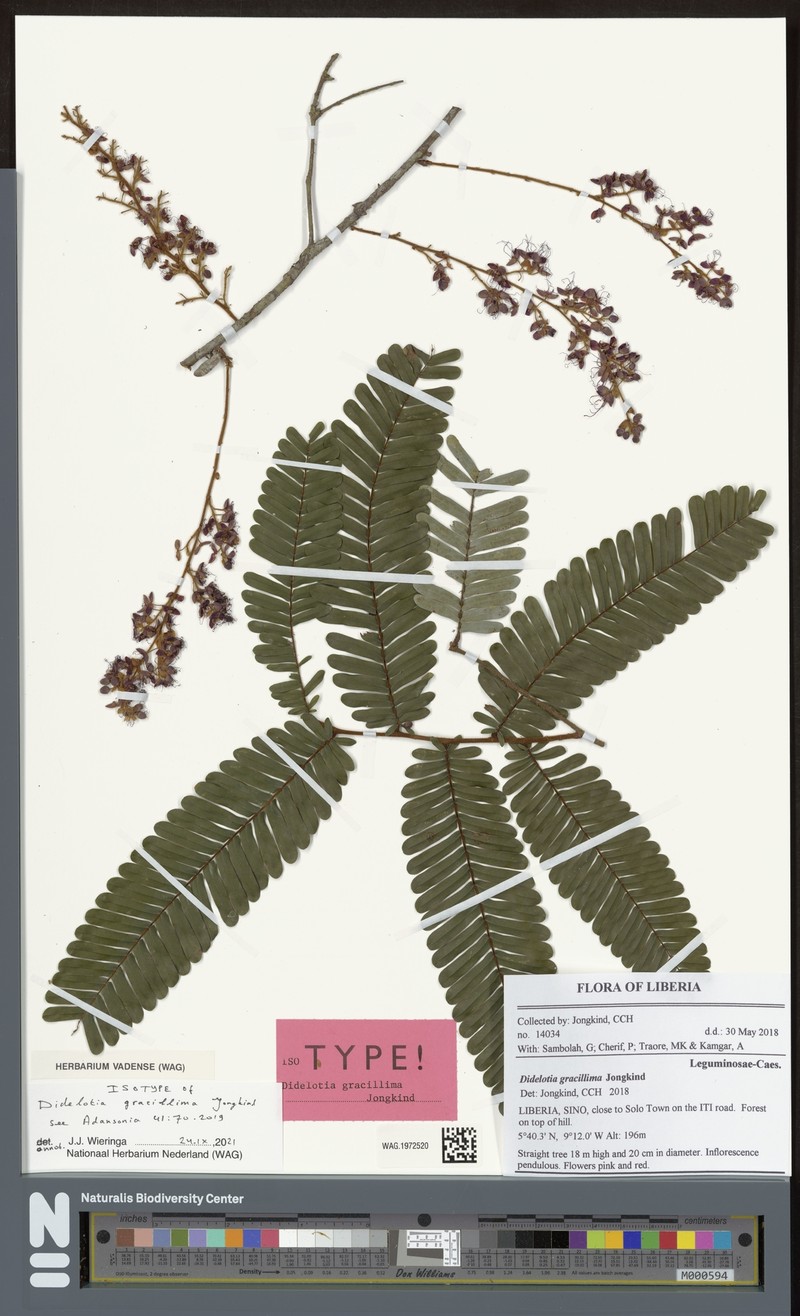 Didelotia gracillima photo 4
