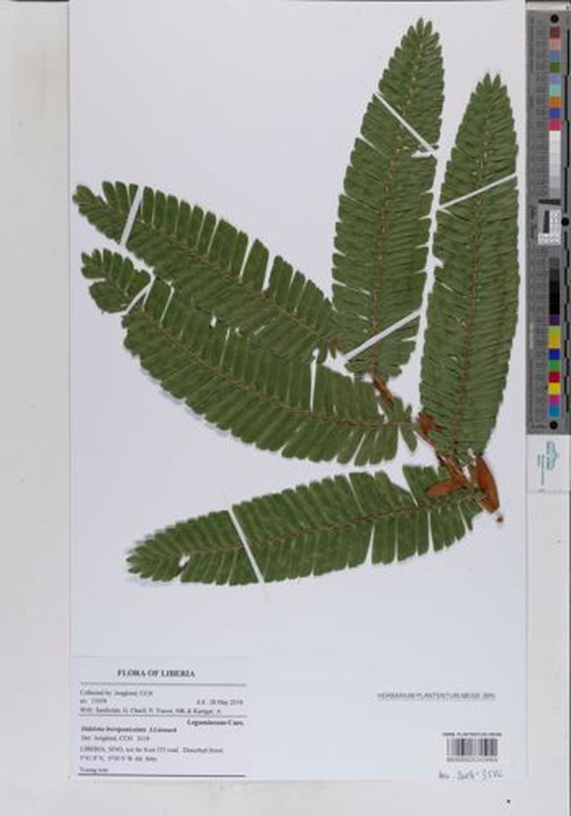 Didelotia gracillima photo 5
