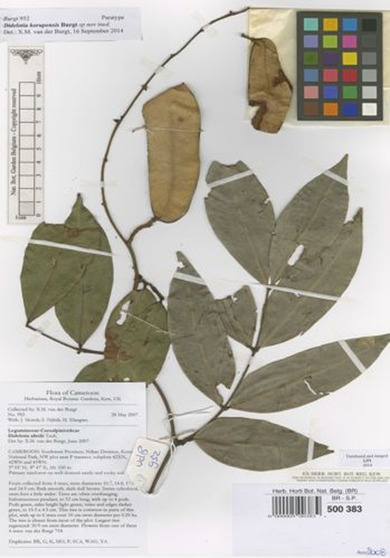 Didelotia korupensis photo 2