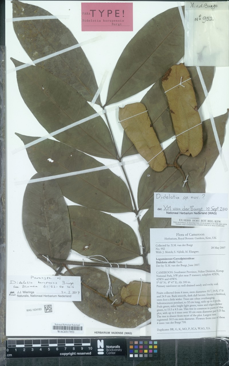 Didelotia korupensis photo 3