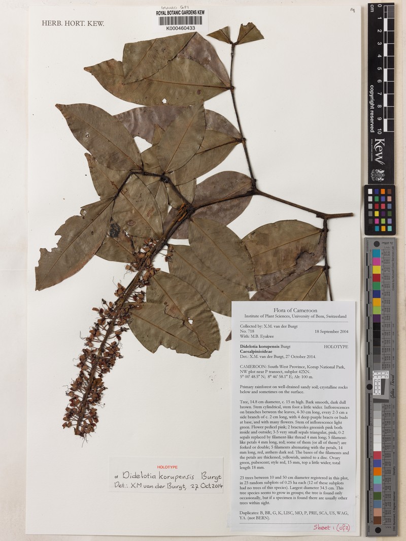 Didelotia korupensis photo 4