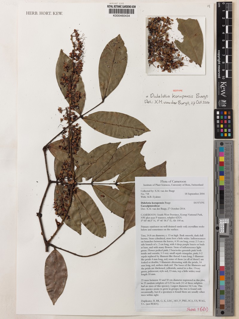 Didelotia korupensis photo 5