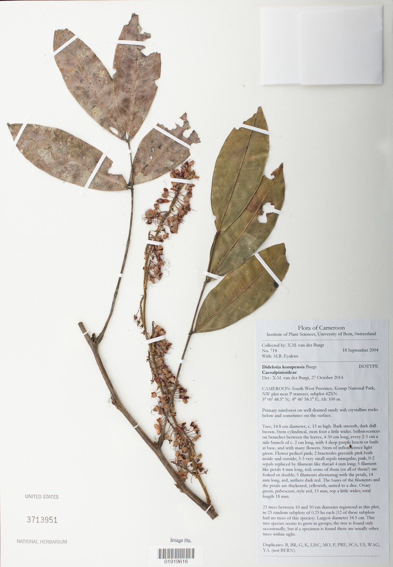 Didelotia korupensis
