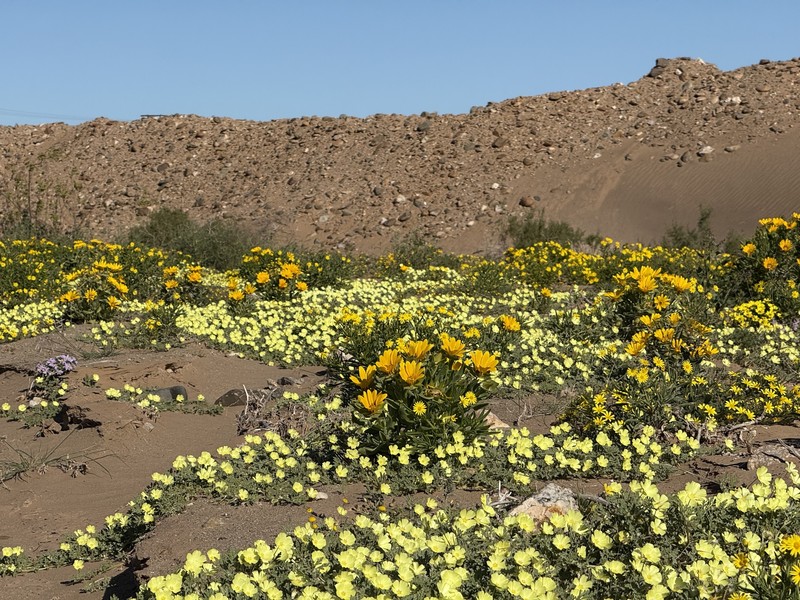 Didelta carnosa var. carnosa