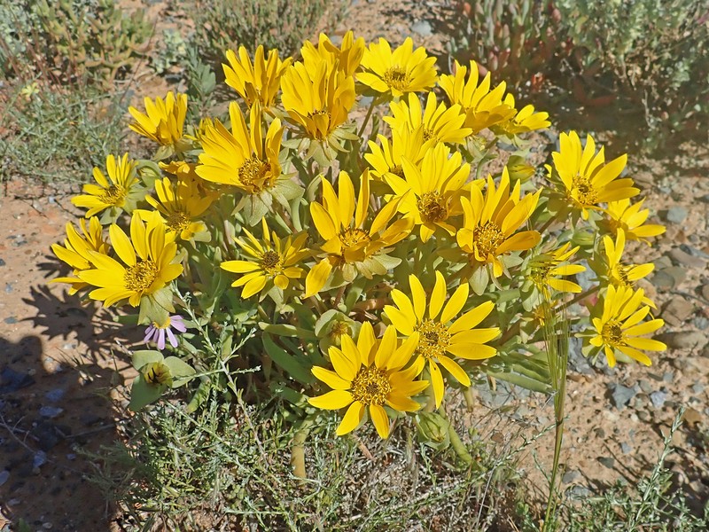 Didelta carnosa var. carnosa photo 2