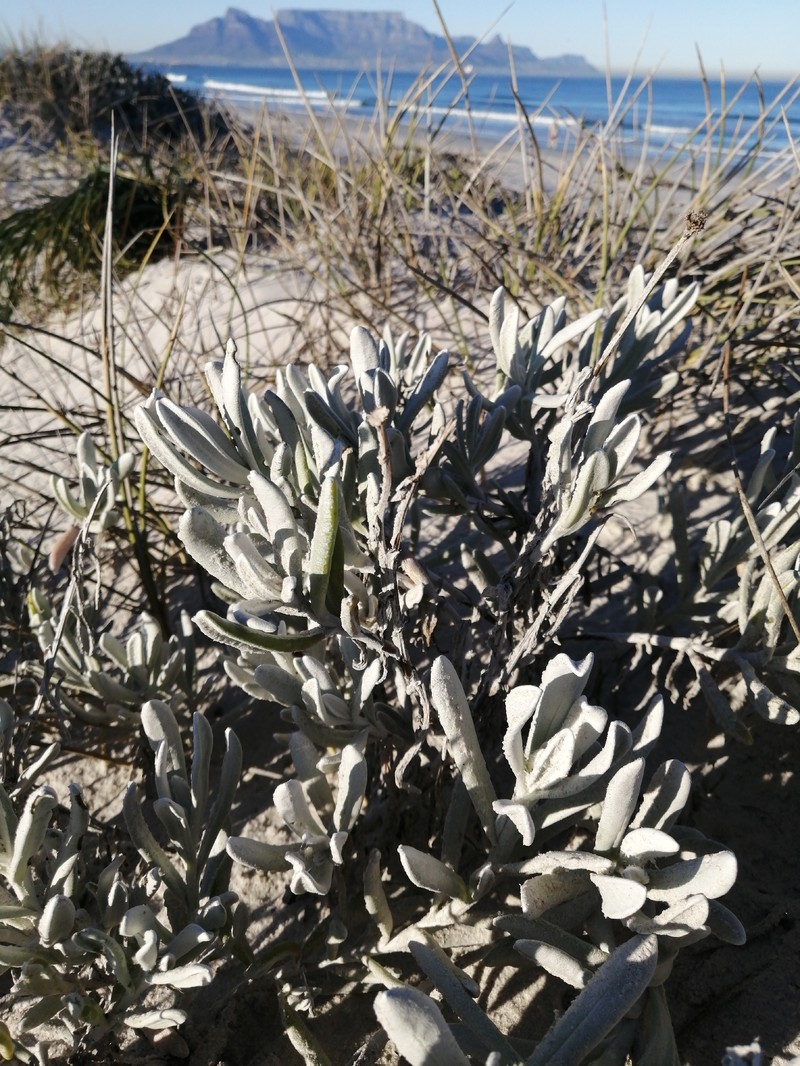 Didelta carnosa var. tomentosa