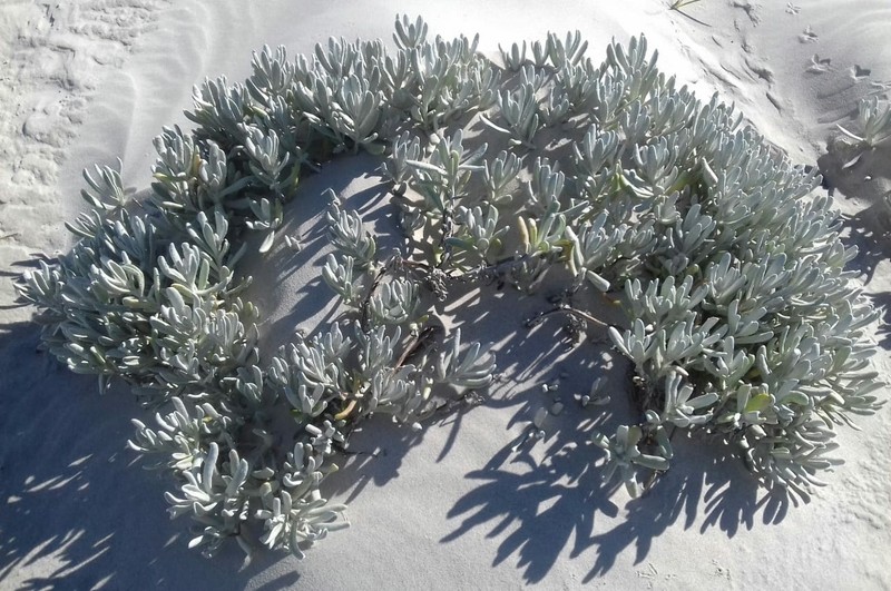 Didelta carnosa var. tomentosa photo 2
