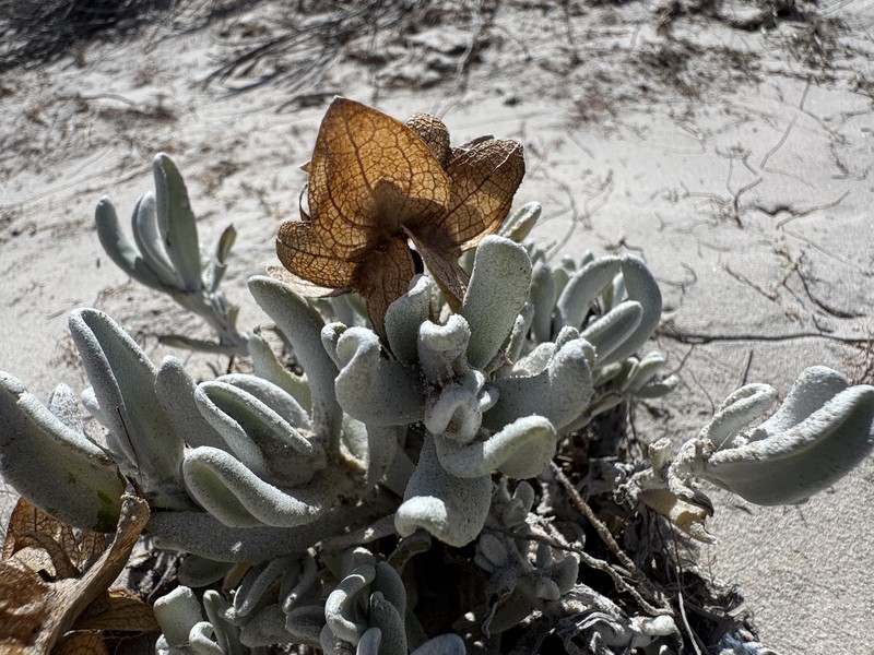 Didelta carnosa var. tomentosa photo 3