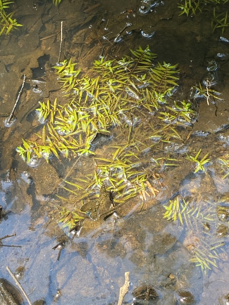 Waterpurslane
