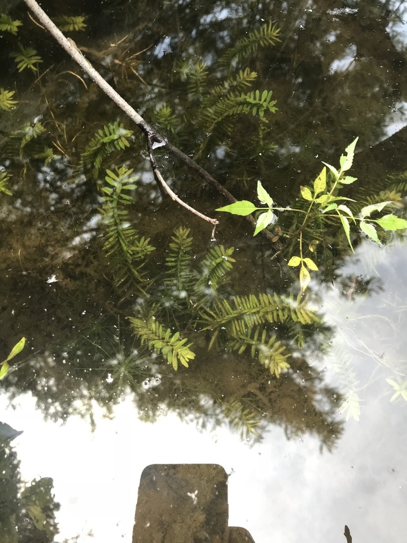 Waterpurslane photo 2
