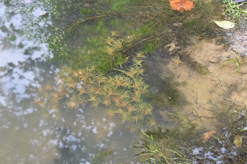 Waterpurslane photo 3