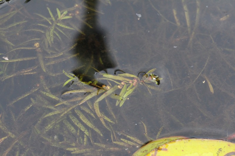 Waterpurslane photo 4
