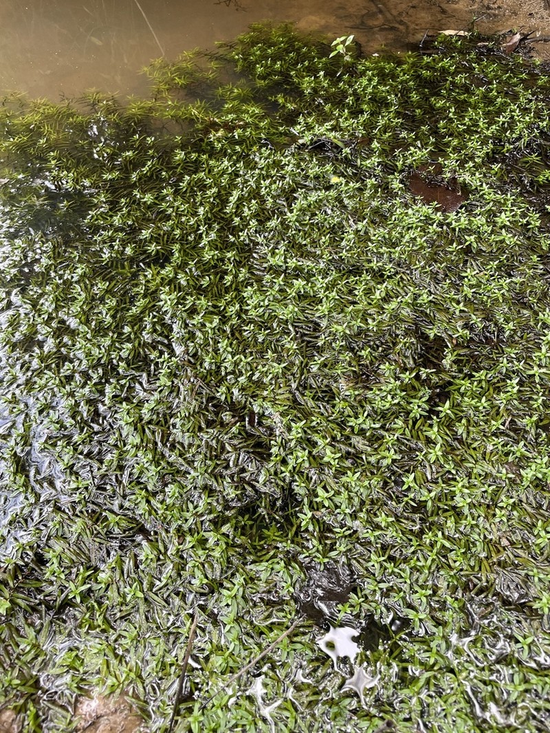 Waterpurslane photo 5