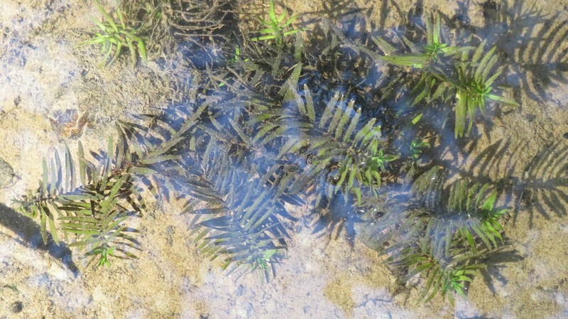 Waterpurslane photo 6