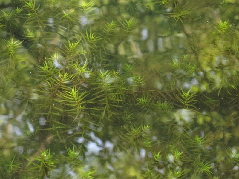 Waterpurslane photo 7