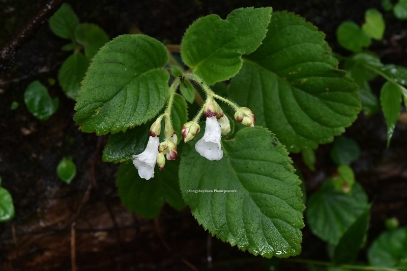 Didymocarpus albiflorus