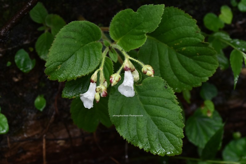 Didymocarpus albiflorus photo 2