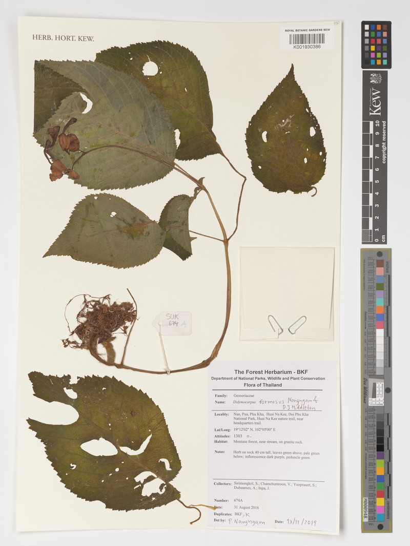 Didymocarpus formosus