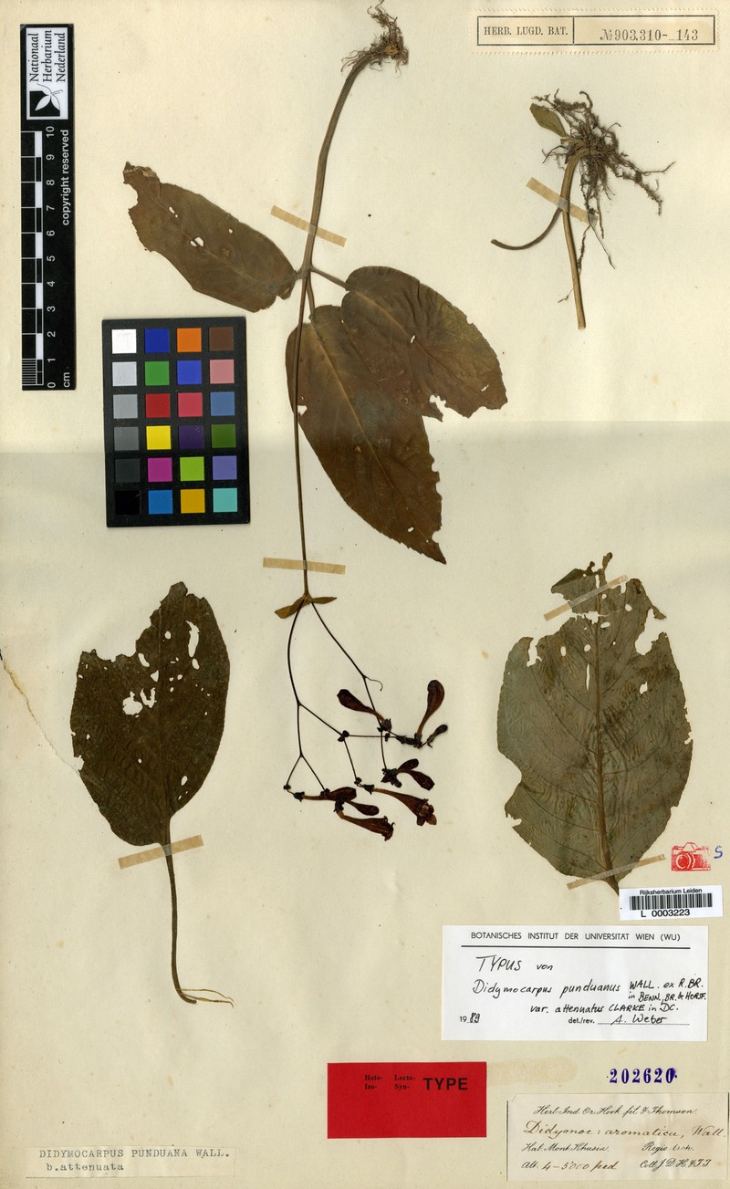 Didymocarpus punduanus var. attenuatus