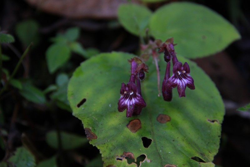 Didymocarpus punduanus var. pulcher
