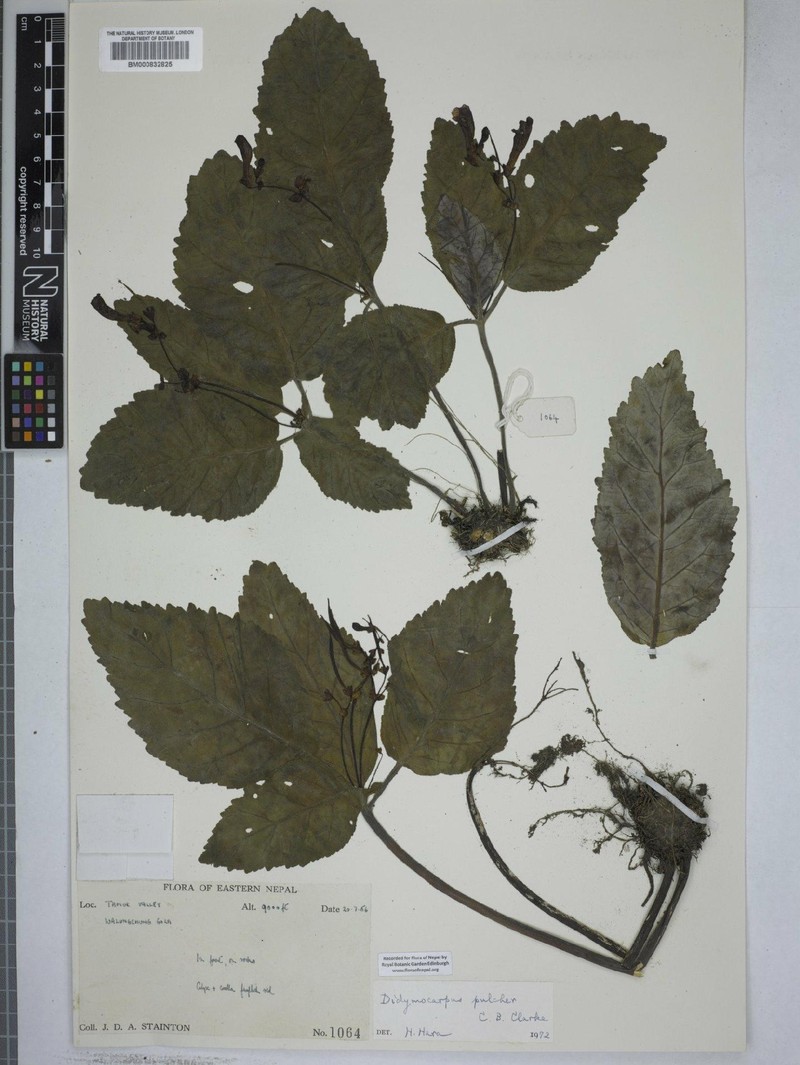 Didymocarpus punduanus var. pulcher photo 2