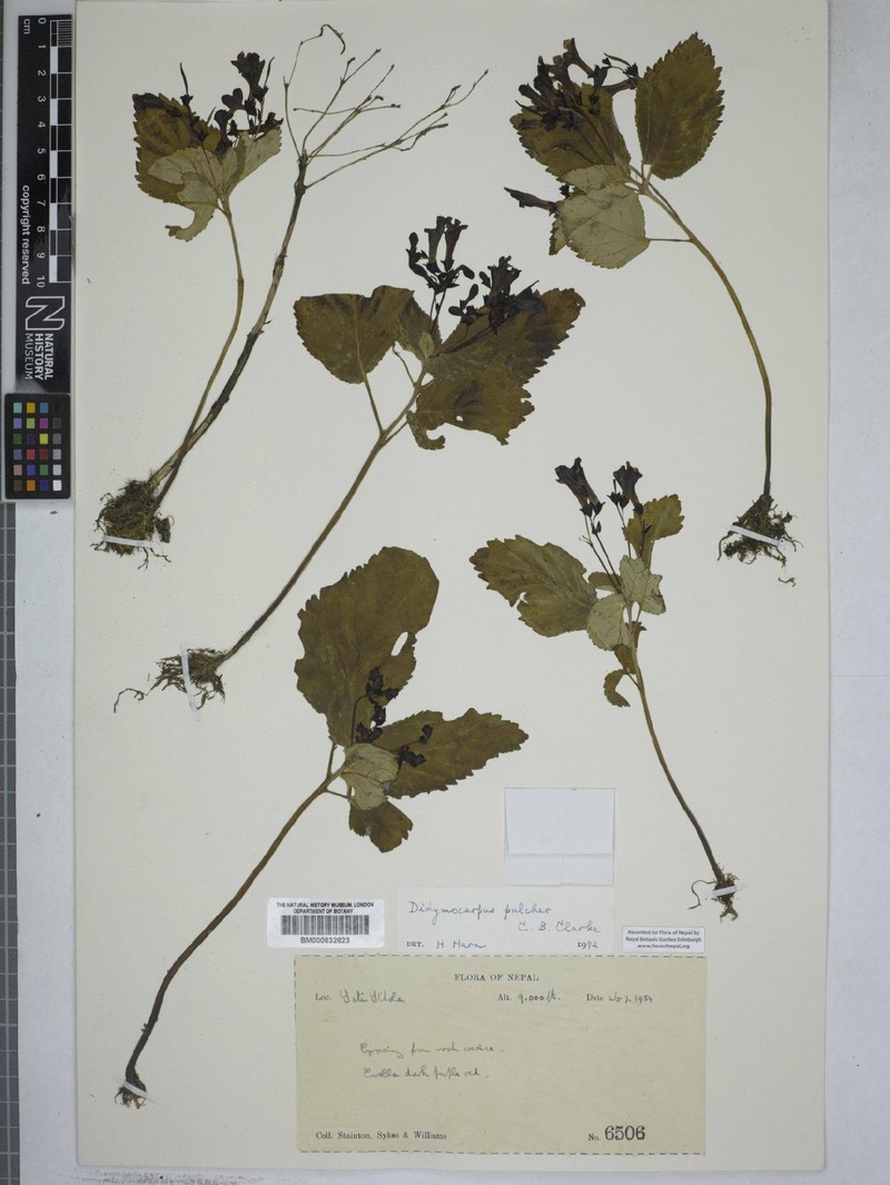 Didymocarpus punduanus var. pulcher photo 3