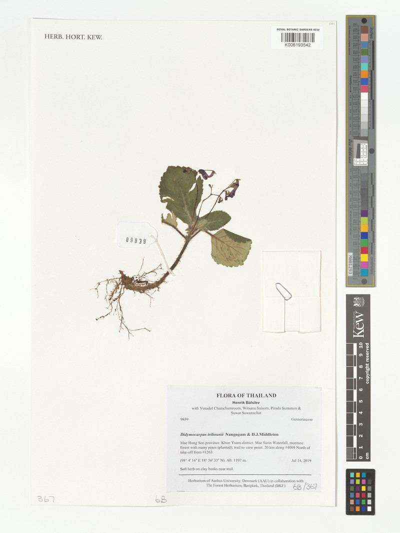Didymocarpus tribounii