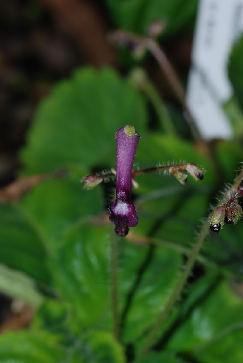 Didymocarpus tribounii photo 2