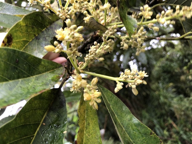Didymocheton alliaceus photo 3