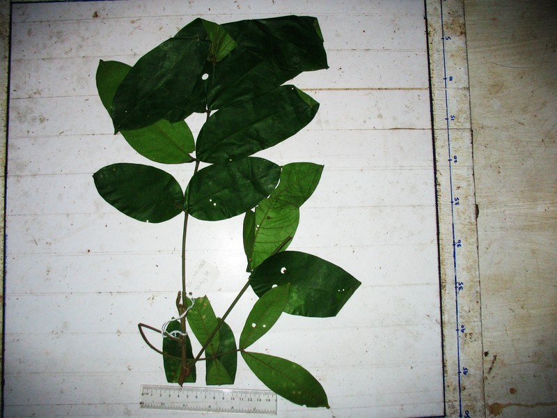 Didymocheton annae