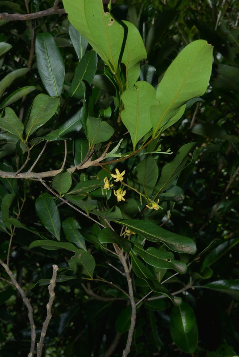 Didymocheton bijugus photo 5