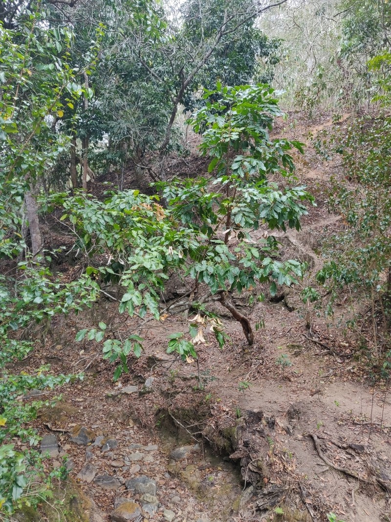 Didymocheton bijugus photo 6
