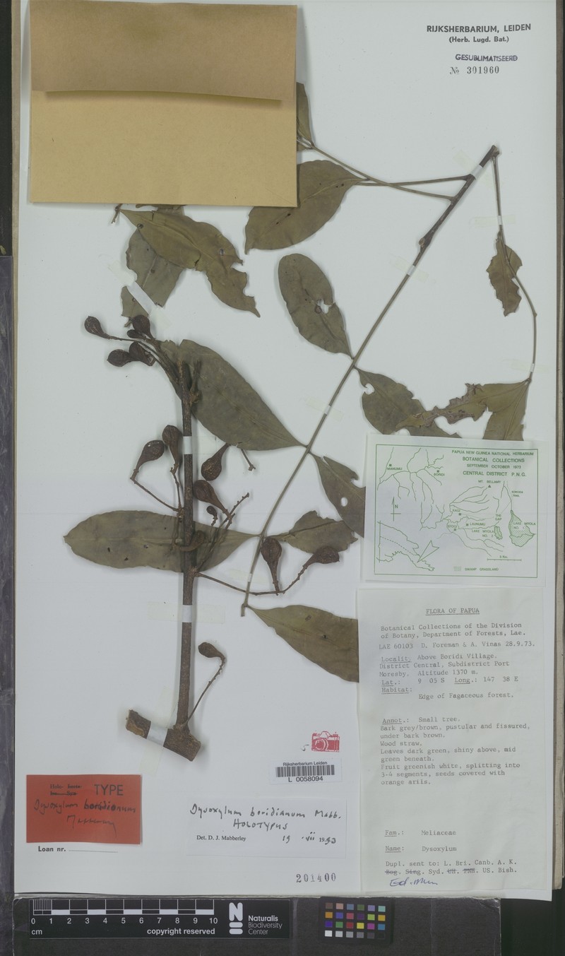 Didymocheton boridianus
