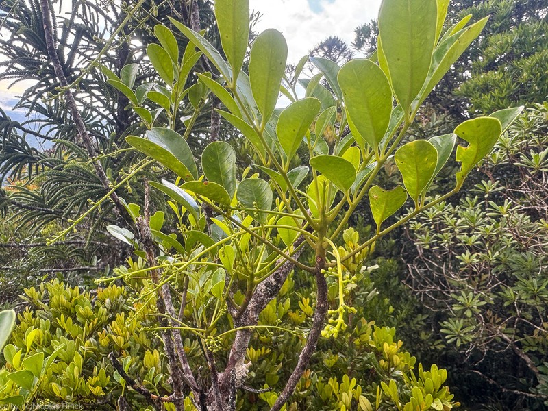 Didymocheton canalensis